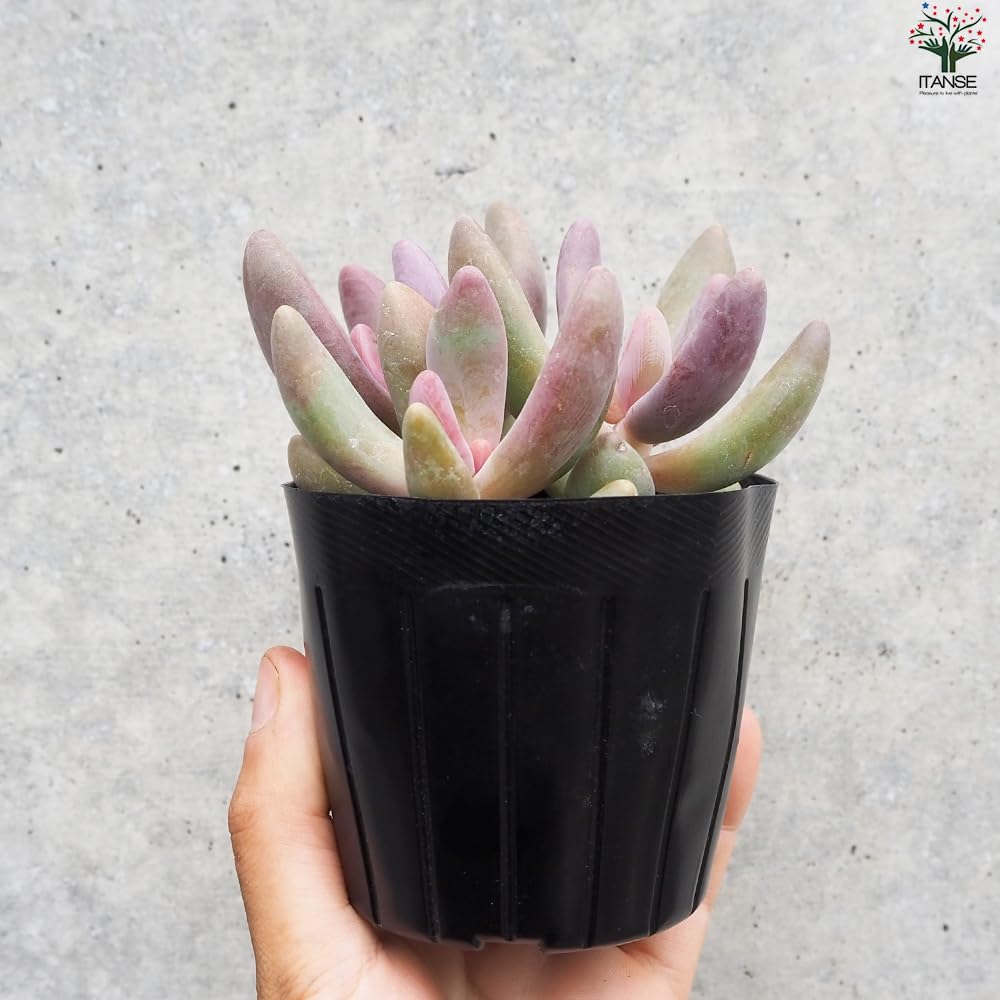 Amazon.co.jp: Paxedam Candy Grape No. 3 Pot, Sold as 1 (Succulent